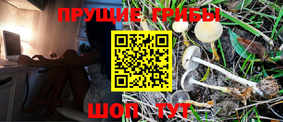 Псилоцибиновые грибы GOLDEN TEACHER Дедовск